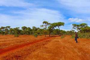 Phá rừng thông, đồi cỏ hồng làm sân golf