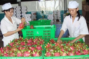 Hàng Việt nhộn nhịp xuất ngoại đầu năm