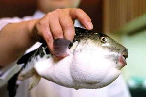 Dân Nhật lo sợ vì cá cực độc lọt ra siêu thị