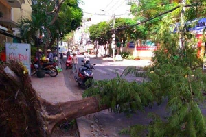Nhiều cây xanh chết oan do công trình... chạy Tết