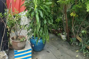 Cãi lệnh tòa, kê chậu cây chặn lối đi của cả xóm