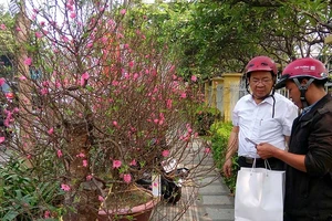 Hoa Tết ba miền hội tụ về thành phố