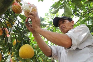 Những cây chưng Tết ‘hút’ tài lộc vào nhà