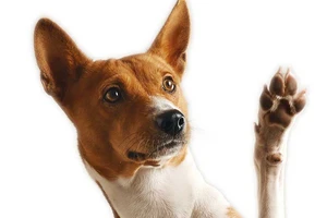 Tết con chó, nhớ con Na