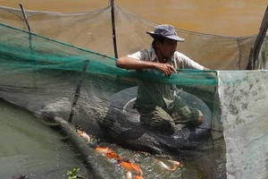 Nước đen vây bủa, triệt đường sống người nuôi cá