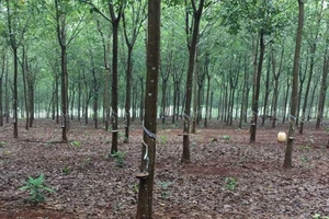 Trớ trêu một vụ tắc thi hành án