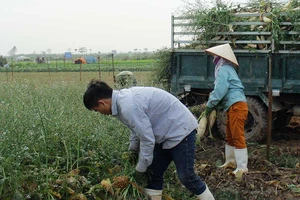 Củ cải, rau… nhổ bỏ: Vì sao?