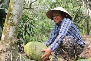 Trộm ‘canh’ vườn mít Thái