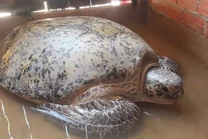 Ngư dân bắt được rùa ‘khủng’ nhưng muốn thả về tự nhiên