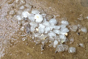 Mưa đá khiến gần 1.200 ngôi nhà ở Bắc Kạn bị hư hỏng