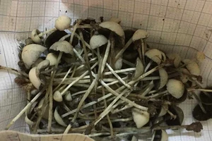 Ăn nấm ‘thức thần’: Thú vui chết người của giới trẻ