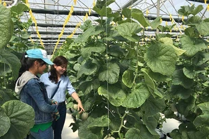 Ngỡ ngàng vườn hoa trái trên bãi rác Đông Thạnh