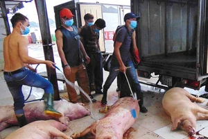 Heo dính thuốc an thần: Sở NN&PTNT không tham mưu xử phạt