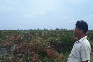 Những cánh rừng bị dân ‘tuyên án tử’