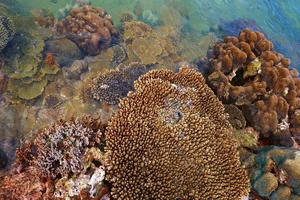 Tiếng kêu cứu của Khu bảo tồn Hòn Cau chưa dứt