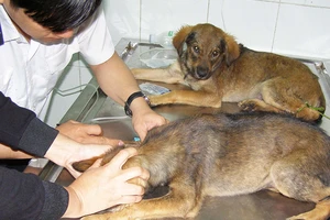 Cảnh giác tử vong vì chó dại cắn