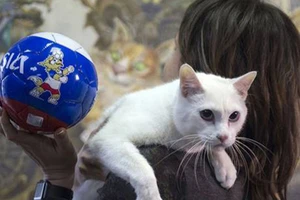 Chú mèo ở Cung điện Mùa đông kế thừa bạch tuộc Paul