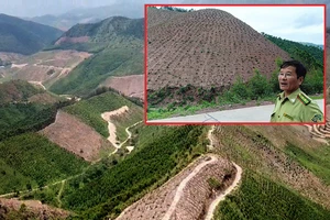 Rừng phòng hộ bị ‘cạo trọc’