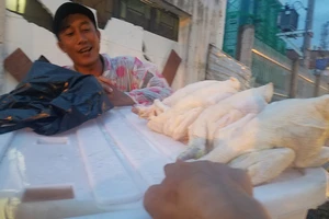 ‘Giải mã’ gà không đầu siêu rẻ tại Việt Nam