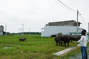 TP.HCM: Lúng túng xử lý nhà trái phép ở nông thôn