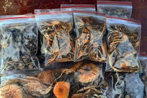 Loại nấm ăn vào thấy người khác ‘tan thành vũng nước’