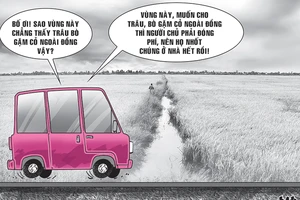 Quảng Bình: Trâu, bò ra đồng ăn cỏ phải đóng phí