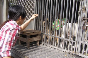 Chó nhà hàng xóm: Họa khó né