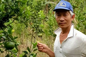 Đau xót nhận bồi thường 1 cây cam bằng 1 kg cam