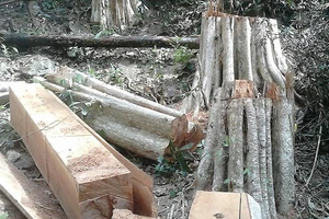Yêu cầu bảo vệ hiện trường vụ phá rừng Sông Lũy