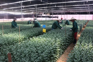 Kiếm bộn tiền nhờ bán hàng độc đáo cho khách ngoại