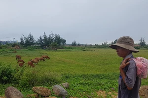 Ồ ạt xẻ ruộng làm dự án đô thị