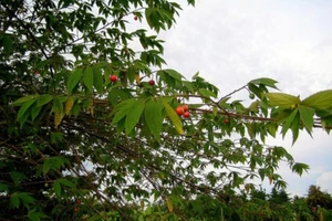 Vì sao cây trứng cá bị cấm trồng trên vỉa hè TP.HCM?