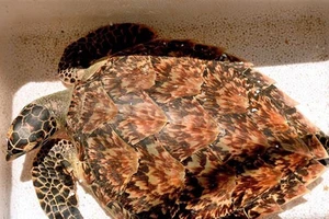 Một con đồi mồi có tên trong Sách Đỏ được cứu trả về biển