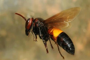 Bị ong vò vẽ đốt 20 nốt, nam thanh niên nhập viện