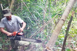 Chấm dứt dự án phá rừng nuôi bò ở Phú Yên