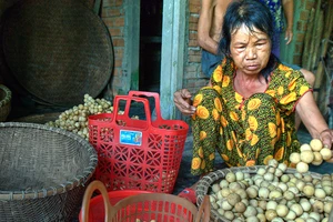 Người dân Tiên Phước thu hoạch bòn bon ‘tiến vua’