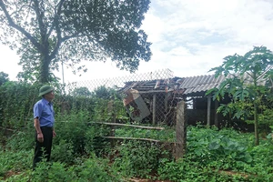 Bị kết án oan vì dịch lở mồm long móng