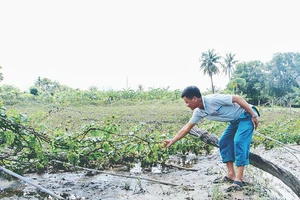 ‘Chạy lũ chồng lũ, tôi trắng tay rồi, chú à!’