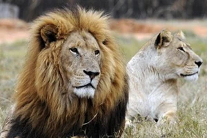 Nhóm người Việt tại Nam Phi bị bắt vì nghi giết 40 con sư tử