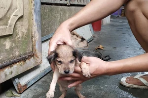 Dựng bảng đèn Led chửi đổng hàng xóm