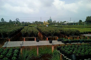 Làng hoa Sa Đéc sắp tung hàng độc đón Tết