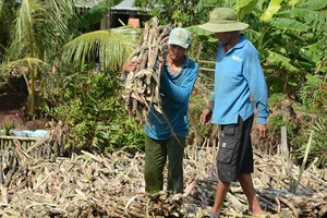 Chuối ế, mía ế, U Minh Thượng lo mất Tết