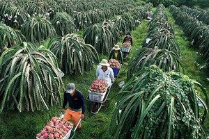 Thủ tướng nói về bài học thanh long rớt giá