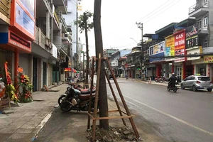 Thực hư chuyện trồng cây dưới lòng đường ở Uông Bí