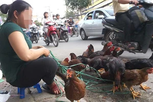 Dịch cúm A/H5N1 đã sát nách TP.HCM