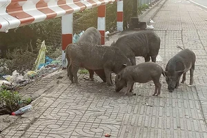 Làm gì với đàn heo thả rông trên đường Phạm Văn Đồng?