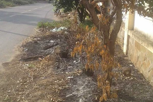 Đốt rác thải, đốt luôn cây xanh