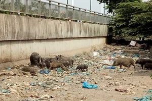 Không lẽ chịu thua đàn heo!