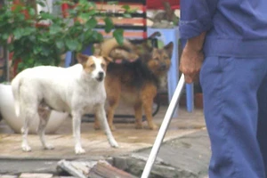 Chụp ảnh chó ị bậy làm bằng chứng xử phạt