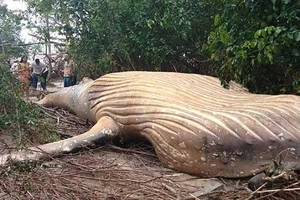 Bí ẩn cá voi 10 tấn chết trong rừng Amazon